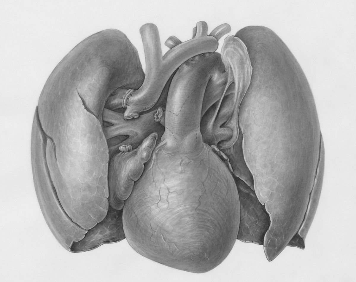 Anatomisk modell som viser lungene og luftveiene